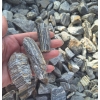 Kora Kamienna Gnejsowa 16-32 mm kamień naturalny gnejs do ogrodu 1000 kg TONA